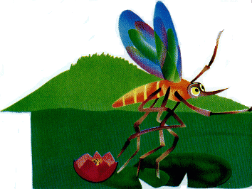 mosquito